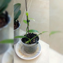 Boutures de Vanille Vanilla planifolia Orchidée Vanillier Bourbon plant pot