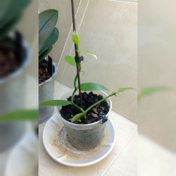 Boutures de Vanille Vanilla planifolia Orchidée Vanillier Bourbon plant pot