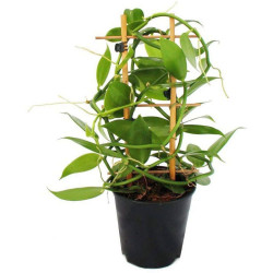 Vanille Vanilla planifolia Orchidée Vanillier Bourbon plantation pot