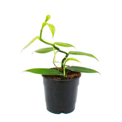 Vanille Vanilla planifolia Orchidée Vanillier Bourbon plantation pot