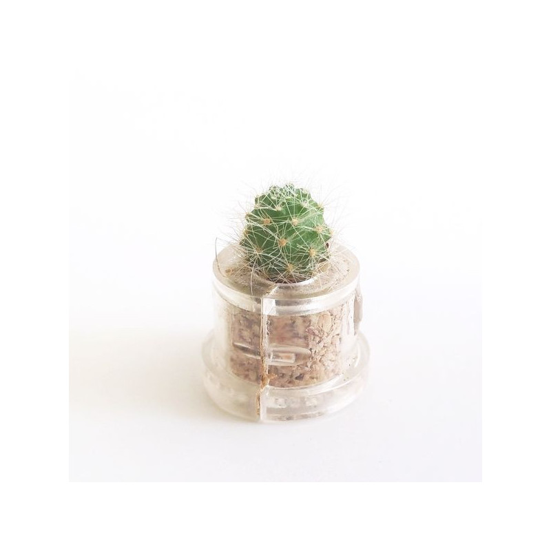 Babyplante Green Jewel (Rebutia minuscula) - mini plante cactus Babyplante Green Jewel (Rebutia minuscula) - mini plante cactus