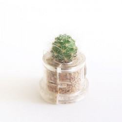 Babyplante Green Jewel (Rebutia minuscula) - mini plante cactus