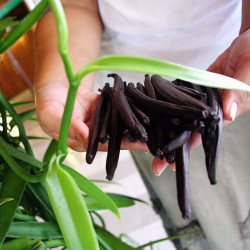 Gousse Vanille Vanilla planifolia Orchidée Vanillier Bourbon plantation séchage