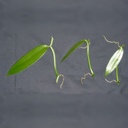 3 Boutures de Vanille de 2 noeuds (Vanilla planifolia)
