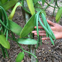Gousse Vanille Vanilla planifolia Orchidée Vanillier Bourbon plantation