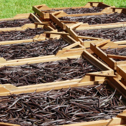 Gousse Vanille Vanilla planifolia Orchidée Vanillier Bourbon plantation séchage