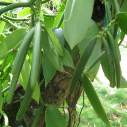 Gousse Vanille Vanilla planifolia Orchidée Vanillier Bourbon plantation arbre Ile de La Réunion Madagascar