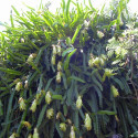 Pitaya Selenicereus Hylocereus undatus fruit du dragon cactus épiphyte graines chair blanche pitahaya