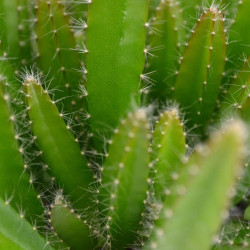 Pitaya Selenicereus Hylocereus undatus fruit du dragon cactus épiphyte graines chair blanche pitahaya