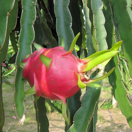 Pitaya Hylocereus undatus fruit du dragon cactus épiphyte graines chair violette