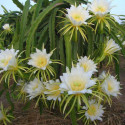 Pitaya Selenicereus Hylocereus undatus fruit du dragon cactus épiphyte graines chair blanche pitahaya fleurs