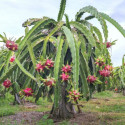 Pitaya Selenicereus Hylocereus undatus fruit du dragon cactus épiphyte graines chair blanche pitahaya arbre