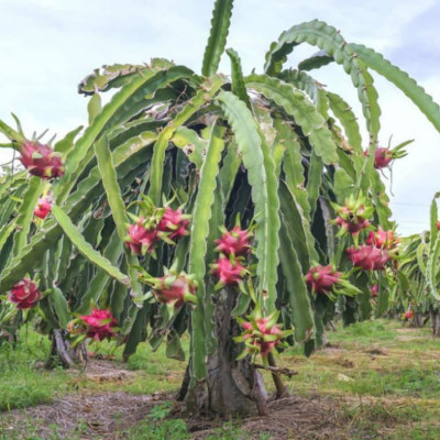 60 Graines de Fruit du Dragon Pitaya cactus jardin méthode BIO