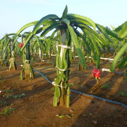 Pitaya Selenicereus Hylocereus undatus fruit du dragon cactus épiphyte graines chair blanche pitahaya