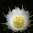 Pitaya Selenicereus Hylocereus undatus fruit du dragon cactus épiphyte graines chair blanche pitahaya fleurs