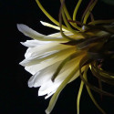 Pitaya Selenicereus Hylocereus undatus fruit du dragon cactus épiphyte graines chair blanche pitahaya floraison