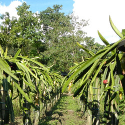 Pitaya Selenicereus Hylocereus undatus fruit du dragon cactus épiphyte graines chair blanche pitahaya