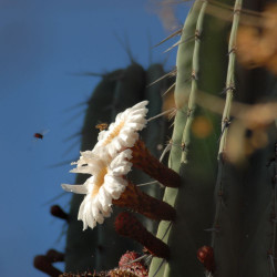 Pitaya Selenicereus Hylocereus undatus fruit du dragon cactus épiphyte graines chair blanche pitahaya