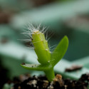 Pitaya Selenicereus Hylocereus undatus fruit du dragon cactus épiphyte graines chair blanche pitahaya jeune pousse