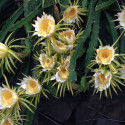 Pitaya Selenicereus Hylocereus undatus fruit du dragon cactus épiphyte graines chair blanche pitahaya floraison