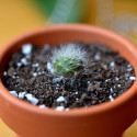 Babyplante mini plante cactus Rebutia minuscula en pot