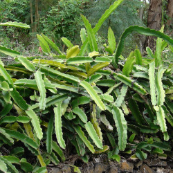 Pitaya Selenicereus Hylocereus undatus fruit du dragon cactus épiphyte graines chair blanche pitahaya