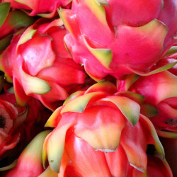 Pitaya Selenicereus Hylocereus undatus fruit du dragon cactus épiphyte graines chair blanche pitahaya