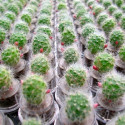 Babyplante mini plante cactus Rebutia minuscula