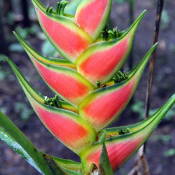 Graines de Balisier Tricolore Heliconia wagneriana Antilles Oiseau de Paradis fleur exotique