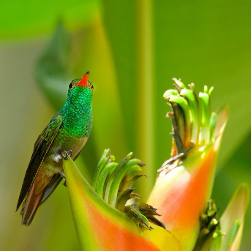 Graines de Balisier Tricolore Heliconia wagneriana Antilles Oiseau de Paradis fleur exotique