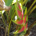 Graines de Balisier Tricolore Heliconia wagneriana Antilles Oiseau de Paradis fleur exotique