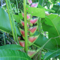 Graines de Balisier Tricolore Heliconia wagneriana Antilles Oiseau de Paradis fleur exotique