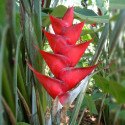 Balisier Géant Rouge Heliconia caribaea Balisier des caraïbes oiseaux de Paradis plante exotique Antilles graines fleurs