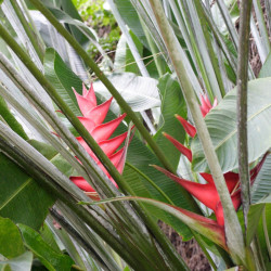 Balisier Géant Rouge Heliconia caribaea Balisier des caraïbes oiseaux de Paradis plante exotique Antilles graines fleurs