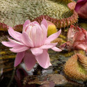 Le nénuphar géant ou la victoria d’Amazonie (Victoria amazonica) water lily fleur