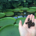 Le nénuphar géant ou la victoria d’Amazonie (Victoria amazonica) water lily fleur seeds graines