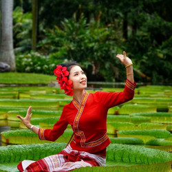 Le nénuphar géant ou la victoria d’Amazonie (Victoria amazonica) water lily fleur