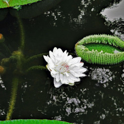 Le nénuphar géant ou la victoria d’Amazonie (Victoria amazonica) water lily fleur