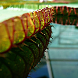 Le nénuphar géant ou la victoria d’Amazonie (Victoria amazonica) water lily