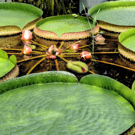 Le nénuphar géant ou la victoria d’Amazonie (Victoria amazonica) water lily fleur floraison Le nénuphar géant ou la victoria d’Amazonie (Victoria amazonica) water lily fleur floraison