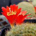 Babyplante mini plante cactus Rebutia minuscula fleurs