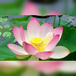 Le nénuphar géant ou la victoria d’Amazonie (Victoria amazonica) water lily fleur floraison