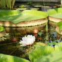 Le nénuphar géant ou la victoria d’Amazonie (Victoria amazonica) water lily fleur floraison