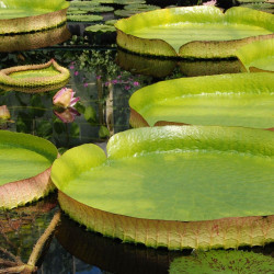 Le nénuphar géant ou la victoria d’Amazonie (Victoria amazonica) water lily