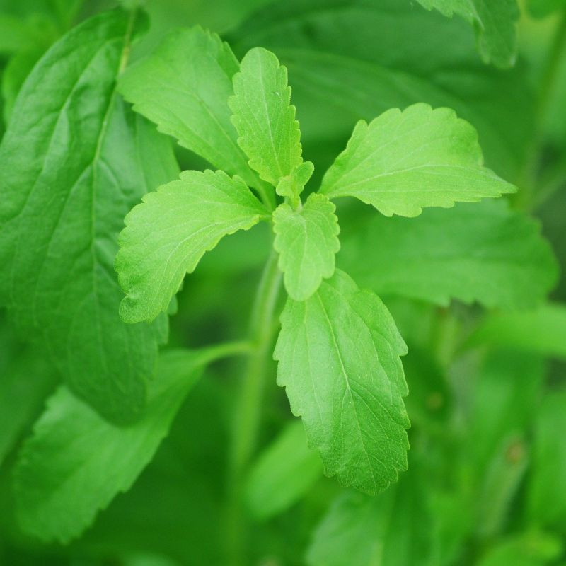 Stevia rebaudiana, feuille de miel, feuille douce du Paraguay, feuilles douces, fines herbes douces