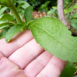 Stevia rebaudiana, feuille de miel, feuille douce du Paraguay, feuilles douces, fines herbes douces