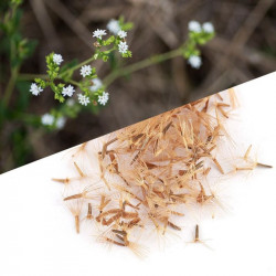 Stevia rebaudiana, feuille de miel, feuille douce du Paraguay, feuilles douces, fines herbes douces