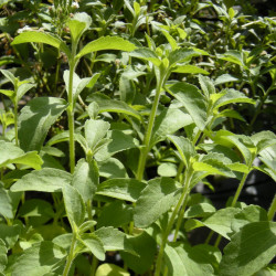 Stevia rebaudiana, feuille de miel, feuille douce du Paraguay, feuilles douces, fines herbes douces