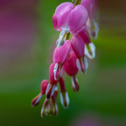 Dicentra spectabilis ou Lamprocapnos spectabilis, Coeur de Marie, Coeur-de-Jeannette, Coeur-Saignant