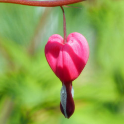 Dicentra spectabilis ou Lamprocapnos spectabilis, Coeur de Marie, Coeur-de-Jeannette, Coeur-Saignant